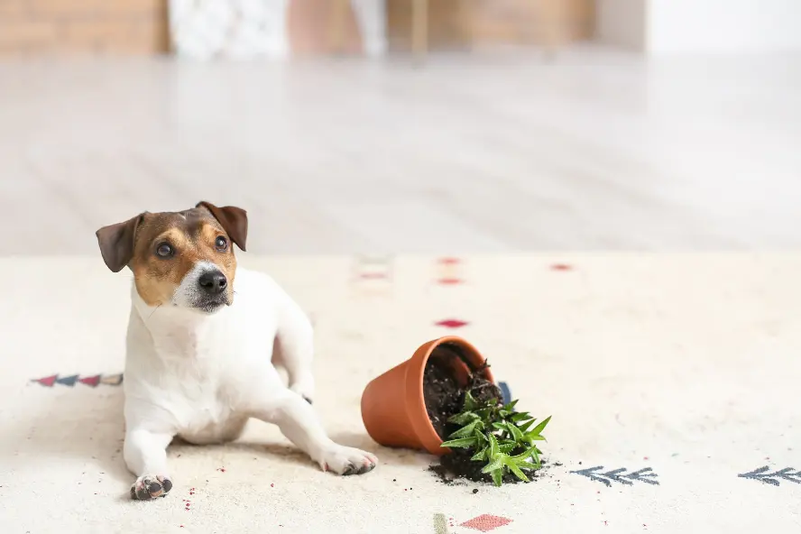 Special carpet stain treatment